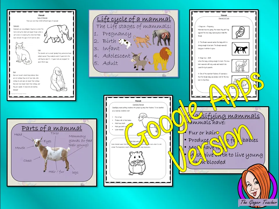 Distance Learning Mammals Life Cycles Google Slides Lesson